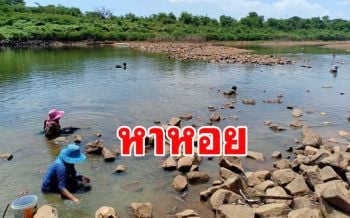\'ชาวร้อยเอ็ด\'หนีแล้งข้ามจังหวัด\'หาหอยขม\'ท้าย\'เขื่อนวังยาง\'มหาสารคาม