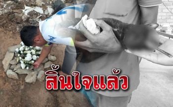 ยื้อไม่ไหว! แมวจรโดนลูกดอกปักหัว สิ้นใจแล้ว-เชื่อเวรกรรมมีจริง