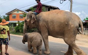 เดินดีๆนะลูก! ภาพสุดน่ารักแม่ช้างฝึกลูกออกมาเดินทักทายชาวบ้านในชุมชน