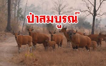 ภาพในฝันนักอนุรักษ์ ‘วัวแดง’ ออกมาโชว์ตัวใจกลางป่าห้วยขาแข้ง