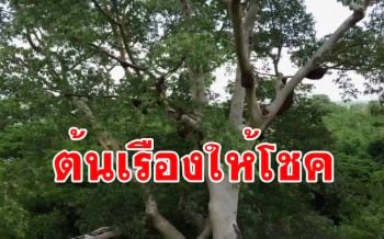 พบ\'ต้นเรืองโบราน\'อายุกว่า 500 ปีถูกฝูงผึ้งหลวงยึดทำรังทั่วต้นแถมให้โชคชาวบ้าน