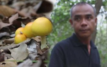 เจ้าของฟาร์มเห็ดระโงกตัดพ้อประชดหัวขโมยย่องเงียบเก็บเห็ดเกือบหมด
