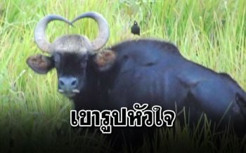 ไม่มีให้เห็นแล้ว!! ปิดตำนาน\'น้องสุนิสา\'กระทิงป่าเขารูปหัวใจ