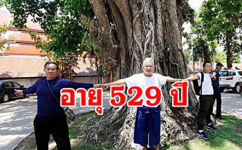 พบต้นโพธิ์โบราณอายุ 529 ปีอยู่คู่วัด \'พระเจ้าตนหลวง\' เมืองพะเยา