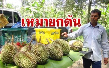 เจ้าของสวนสตูลเฮ! ปลูกทุเรียน 10 ไร่ รายได้สะพัด 6 แสนบาท