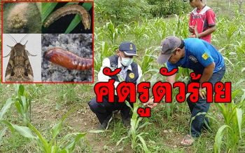 เร่งกำจัด\'หนอนกระทู้\' แพร่ระบาดสวนข้าวโพด หวั่นคุมไม่อยู่กวนใจเกษตรกร