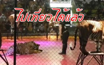 เปิดแล้วสวนเสือศรีราชาวันแรก นทท.ทั้งชาวไทยชาวต่างชาติเดินทางมาเที่ยวคึกคัก