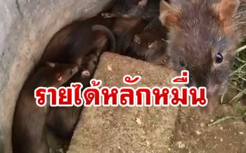 หนุ่มเลี้ยง‘หนูพุก’เล่นๆต้นทุนน้อยกอบโกยสร้างรายได้เป็นหมื่น