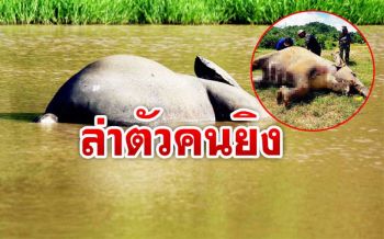สลด! พบซากช้างป่ากุยบุรีถูกยิง4นัดทะลุปอดตายในสระน้ำป่าสงวน