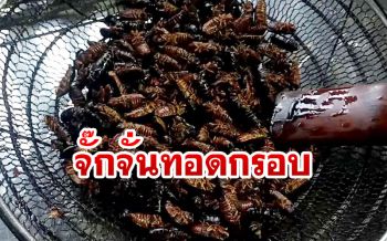 เมนูเด็ด! ชาวกะเหรี่ยงจับ ‘จั๊กจั่น’ชายป่าห้วยขาแข้ง รังสรรค์อาหารท้องถิ่น