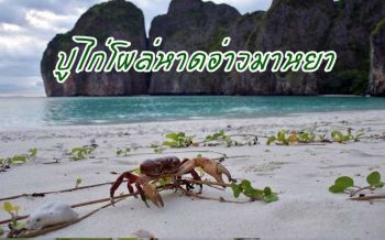 ตื่นเต้น! พบปูไก่ตัวใหญ่โผล่ชายหาดอ่าวมาหยา ชี้เป็นสัตว์หายากกลับคืนถิ่นหลังปิดอ่าว
