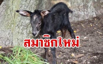 สวนสัตว์เปิดเขาเขียวปลื้มได้สมาชิกใหม่ ‘ลูกเลียงผา’สัตว์ป่าใกล้สูญพันธุ์