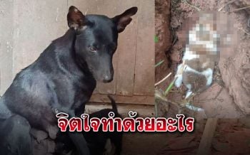 สาวโร่แจ้งความคนใจเหี้ยม ลอบตัดหัวลูกหมาเพิ่งคลอด