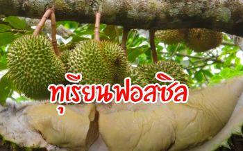 มารู้จัก!‘ทุเรียนฟอสซิล’ หนึ่งเดียวในประเทศไทยปลูกในดินถ่านหินลิกไนต์\'สงขลา\'
