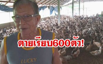 เจ้าของฟาร์มเศร้า!เป็ดตายเกือบ600ตัว เชื่อโดนวางยาเบื่อ