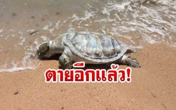 เศร้า! พบซากเต่าทะเลลอยติดหาดบางเสร่\'ชลบุรี\'