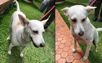 ตามหา‘หอมนวล’ สุนัขทรงเลี้ยงหายตัวไปจากโรงเรียนฝึก k9 เชียงใหม่