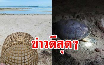 ข่าวดี! แม่เต่าเกาะสมุยวางไข่แล้ว17รัง ทุบทุกสถิติในรอบเกิน10ปี