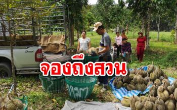 ของดีเมืองตรัง! ลูกค้าสั่งจอง‘ทุเรียนควนเห็นเล’ปลอดสารพิษถึงสวน