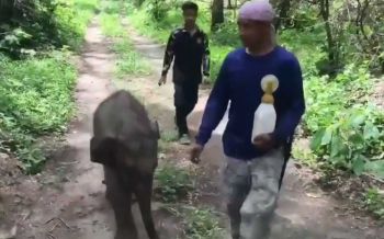 น่าเอ็นดู! ‘ลูกช้างป่า’พลัดหลงซ้อมเดินป่าระหว่างรอแม่ (คลิป)