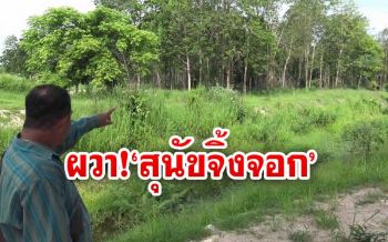ผวา‘ฝูงสุนัขจิ้งจอก’ออกอาละวาดใกล้เขตชุมชน หวั่นทำร้ายชาวบ้าน