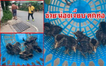 น่าเอ็นดู!! ชาวบ้านช่วยลูกเจี๊ยบไก่ป่า 7ตัว ตกท่อระบายน้ำ