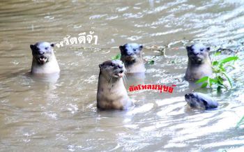 น่ารักจัง! นากน้ำจืดโผล่ทักทาย ออกจับปลาในคลองบ้านริ้น\'ระนอง\'