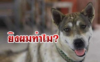 ใครยิง‘เจ้าโล่’! สุนัขแสนรู้อาศัยอยู่ใน รร.ภาค6 จนนายสิบจบไปหลายรุ่น