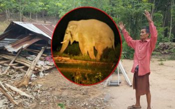 ตกมัน! \'ช้างป่าดงใหญ่\'บุกพังกระท่อม ลุงนอนเฝ้าสวนยางคลานหนีทุลักทุเล