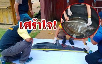 เศร้า! พบ‘โลมา’ตายเกยชายหาดเขาหลัก ‘เต่าหญ้า’บาดเจ็บนำส่งไปรักษาต่อ