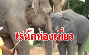เมืองช้างยังเงียบเหงาไร้ นทท. ควาญช้างชวนมาชมความน่ารักแสนรู้