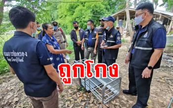 \'เกษตรกรเลี้ยงหมู\' ตกเป็นเหยื่อแก๊งมิจฉาชีพโกงตราชั่งสูญเงินเกือบแสน