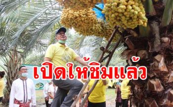 เปิดแล้วสวน \'อินทผลัมปลอดสารเคมี\' เส้นทางท่องเที่ยวเชิงเกษตร \'ของดีสหัสขันธ์\'