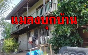ฉีดพ่นยา!! แมลงนับล้านบุกยึดบ้าน เจ้าของอยู่ไม่ได้ กลัวเข้าหู-กลิ่นเหม็นมาก