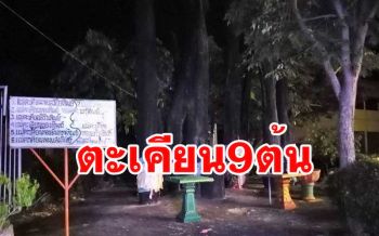 วัดดังอ่างทองตั้ง \'แม่ตะเคียน9ต้น\' ไว้หน้าวัด คอหวยชอบส่องเลขตอนกลางคืน