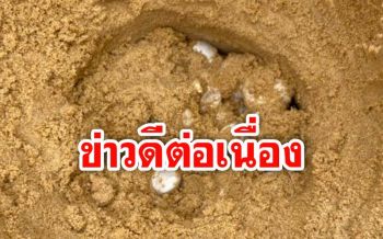 ข่าวดีอีกแล้ว! ‘แม่เต่ามะเฟือง’ ขึ้นวางไข่นอกฤดู​กาล รังที่​ 2​