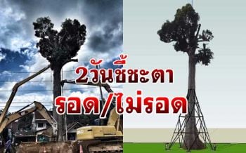 บีบหัวใจ! ย้าย‘ทวดยางนา’อายุ300ปีอีก2วันไม่สำเร็จ หมอไม้เผยอาจไม่รอด