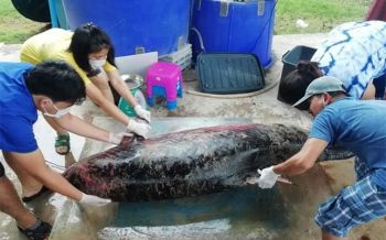 เผยผลการผ่าชันสูตร\'วาฬหัวทุยแคระ\' เกยตื้นหาดคลองหินเกาะลันตา