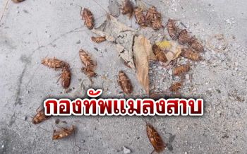 ตื่นมาแทบช็อก! พบกองทัพ‘แมลงสาบ’นอนตายเกลื่อนหน้าบ้าน