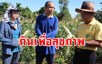 เพื่อคนรักสุขภาพ! ชิมข้าวโพดกินสดสายพันธุ์ \'เพียวไวท์ฮอกไกโด-ราชินีสยามสีแดงเข้ม\'