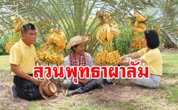 ททท.ราชบุรีชวนเที่ยวสวนพุทธา ผาลัม ผสมผสานดอกแก่นตะวัน