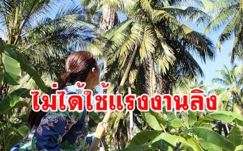 บุกพิสูจน์การเก็บมะพร้าวชาวสวนราชบุรี ยันทั้ง10อำเภอไม่เคยใช้แรงงานลิง