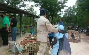 เซียนไก่ลักลอบเล่นชนไก่ ฝ่ายปกครองอุดรฯบุกจับ วิ่งหนีอุตลุด!