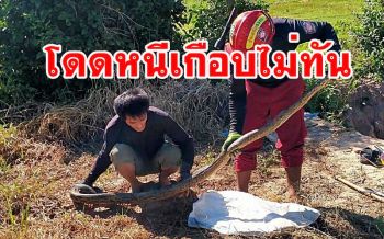ดำนาอยู่ดีๆโดดหนีแทบไม่ทัน \'งูเหลือมยักษ์\' เลี้อยโผล่กลางทุ่งนา