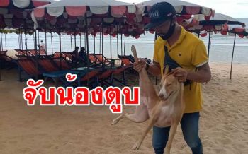 สายตรวจพัทยาลุยจัดการ \'น้องตูบ\' จรจัดหาดจอมเทียนหวั่นเป็นอันตราย