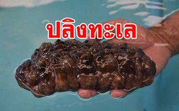 สุดยอดทีมวิจัยสตูลขยายพันธุ์ปลิงทะเลที่ใกล้จะสูญพันธุ์แห่งเดียวของไทยสำเร็จ