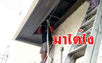งงมาได้ไง! งูเหลือมยาวกว่า 3 เมตรซุกบนฝ้าเพดานโรงงานดังจับนกพิราบกิน