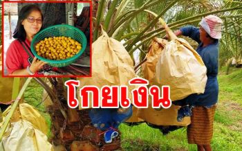 โกยเงินกระเป๋าตุง! เกษตรกรนครพนมปลูก \'อินทผลัม\' รายแรกของจังหวัด