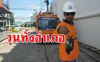 วุ่นแต่เช้า! นกพิราบตัวเดียวทำไฟฟ้าดับเดือดร้อนทั้งอำเภอทุ่งใหญ่