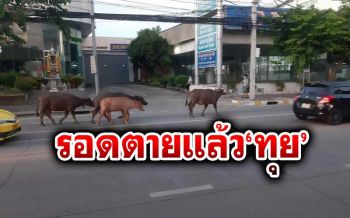 พลังโซเซียลร่วมบริจาค\'แม่ชี\'ไถ่ชีวิตควาย 6 ตัว หลุดโรงเชือดเดินริมถนนอ่อนนุช